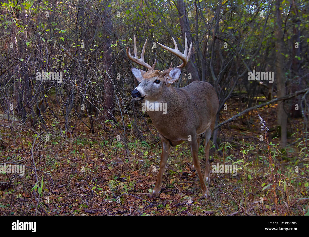 White-tailed deer buck avec un énorme cou debout en alerte à la recherche d'un partenaire au cours de l'ornière dans la lumière de l'automne tôt le matin à Ottawa, Canada Banque D'Images