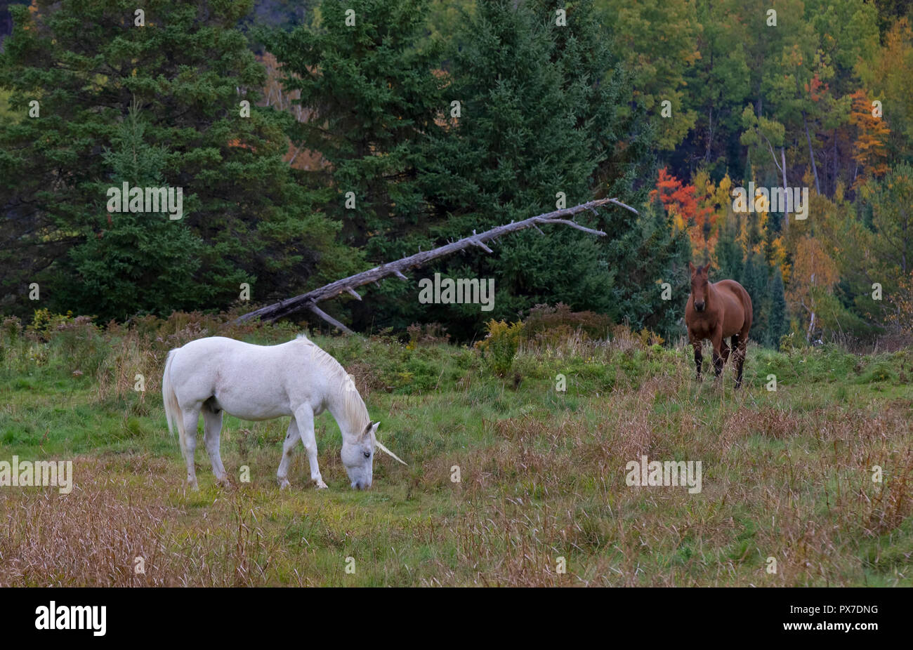 La licorne mythique broute dans les champs à côté d'une grange au Canada Banque D'Images