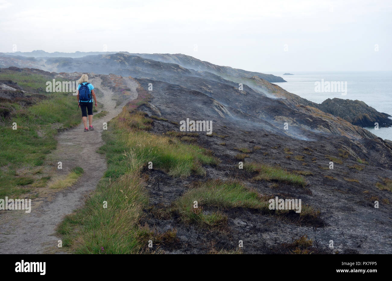 Femme marche sur sentier en brûlant la lande près de Holyhead sur l'île d'Anglesey Sentier du littoral, le Pays de Galles, Royaume-Uni. Banque D'Images