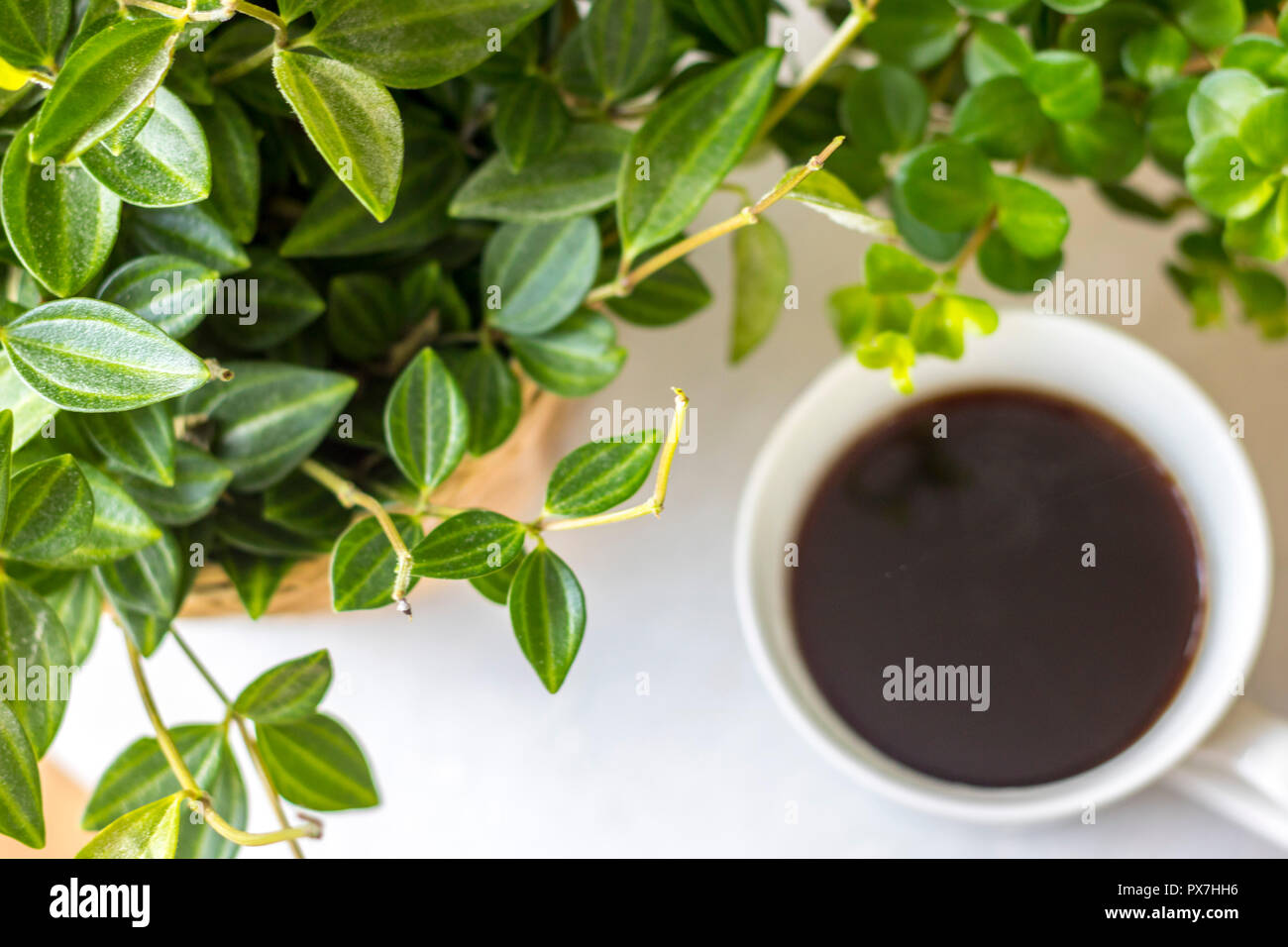 Tasse de café noir, blanc chine cup, les plantes, l'arrière-plan flatlay immersive, concept relaxant, hygge, easy living en toute sécurité avec une assurance vie, meilleure vie, time out Banque D'Images