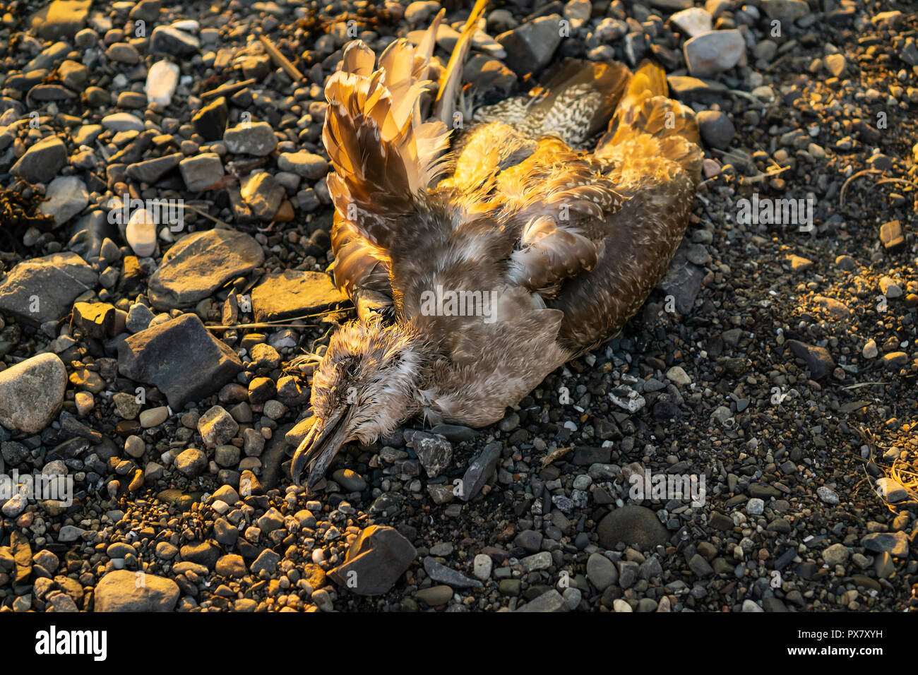 Un oiseau mort sur la plage est proche Banque D'Images