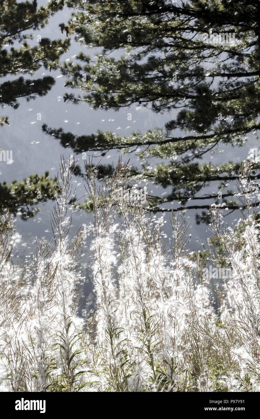 Parc national de Pirin, le feu, le vent, la diffusion de mauvaises herbes, Pirin Bulgarie Banque D'Images