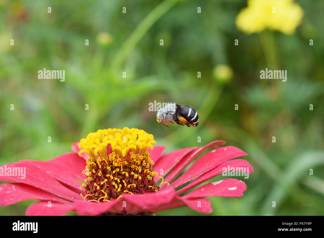 Groupe pollen jaune à pétales rouges de Zinnia violacea Cav blossom, abeille charpentière sur nectar recherche dans le champ de fleurs naturelles avec fond vert Banque D'Images Groupe pollen jaune à pétales rouges de Zinnia violacea Cav blossom, abeille charpentière sur nectar recherche dans le champ de fleurs naturelles avec fond vert Banque D'Images