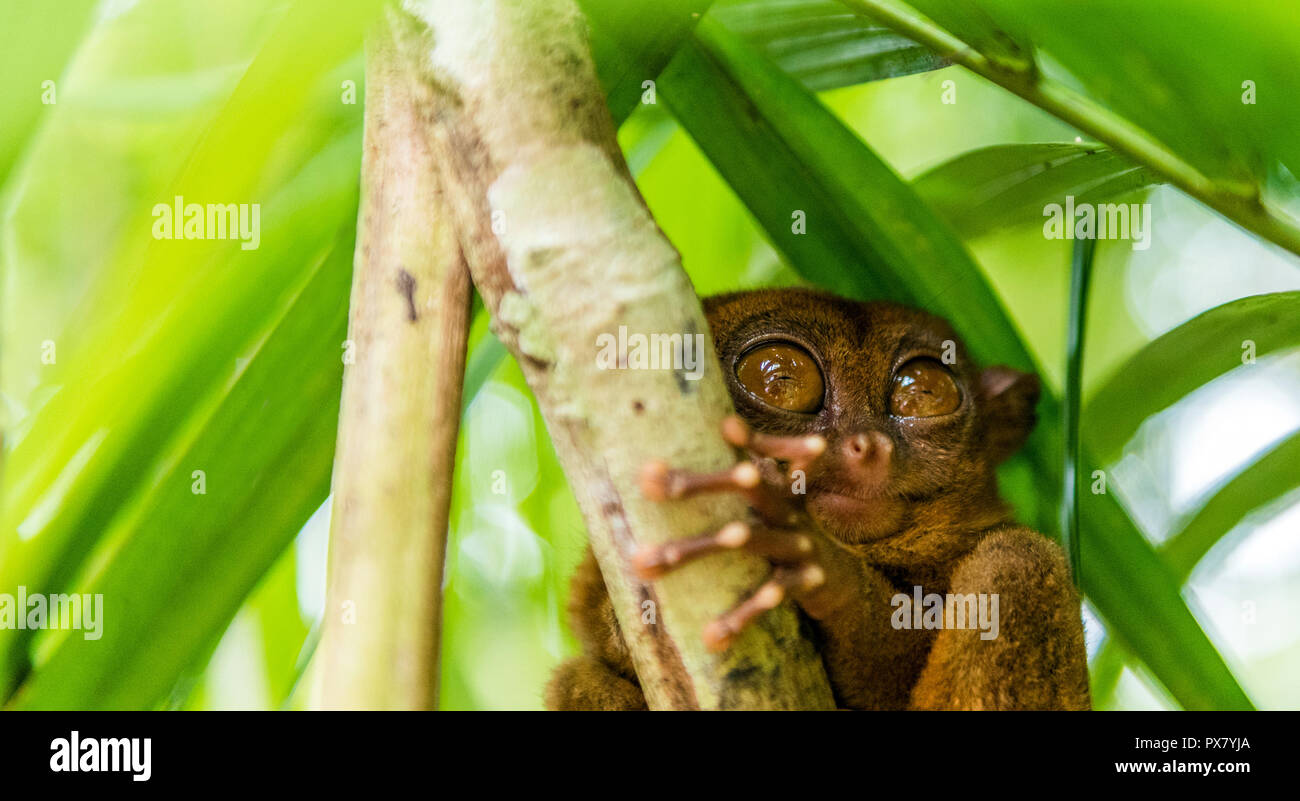 Tarsier des Philippines assis sur un arbre, Bohol, Philippines. Avec selective focus Banque D'Images