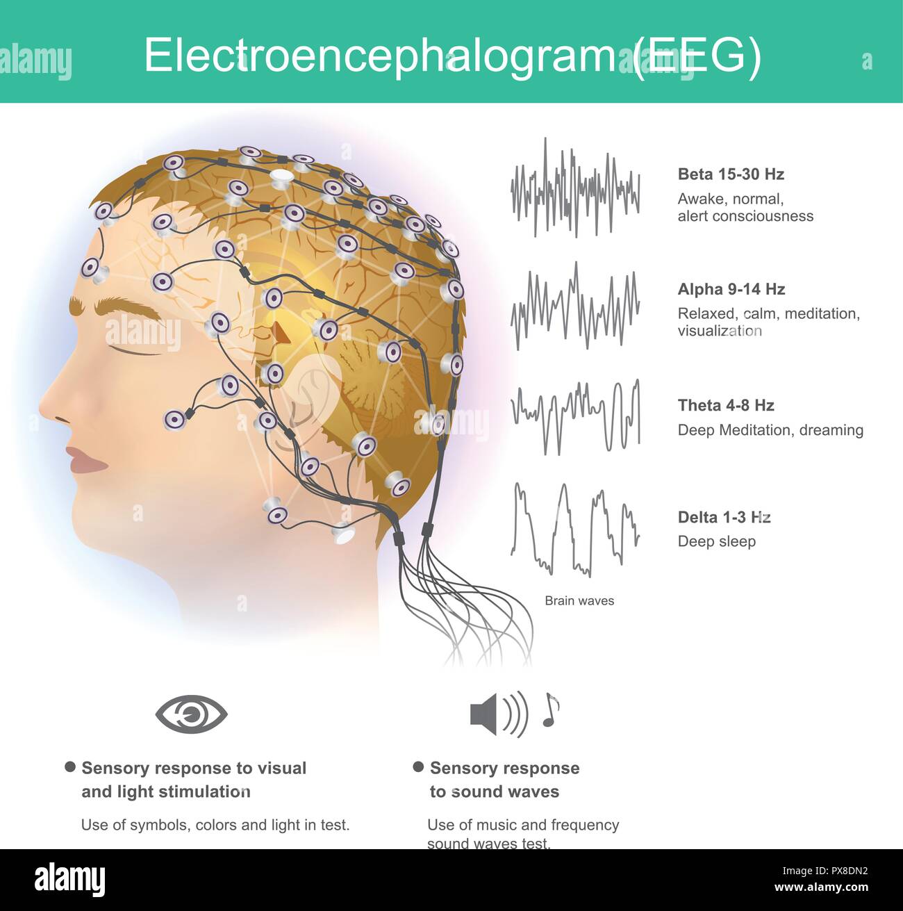 Eeg waves Banque d'images vectorielles Alamy