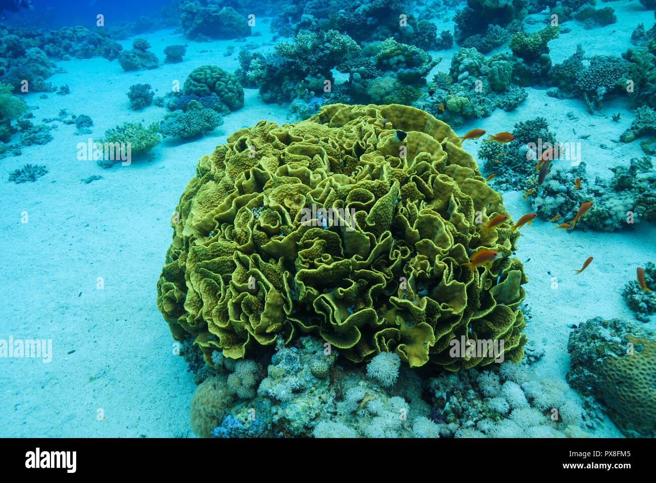 Turbinaria Corail chou à la Mer Rouge Banque D'Images
