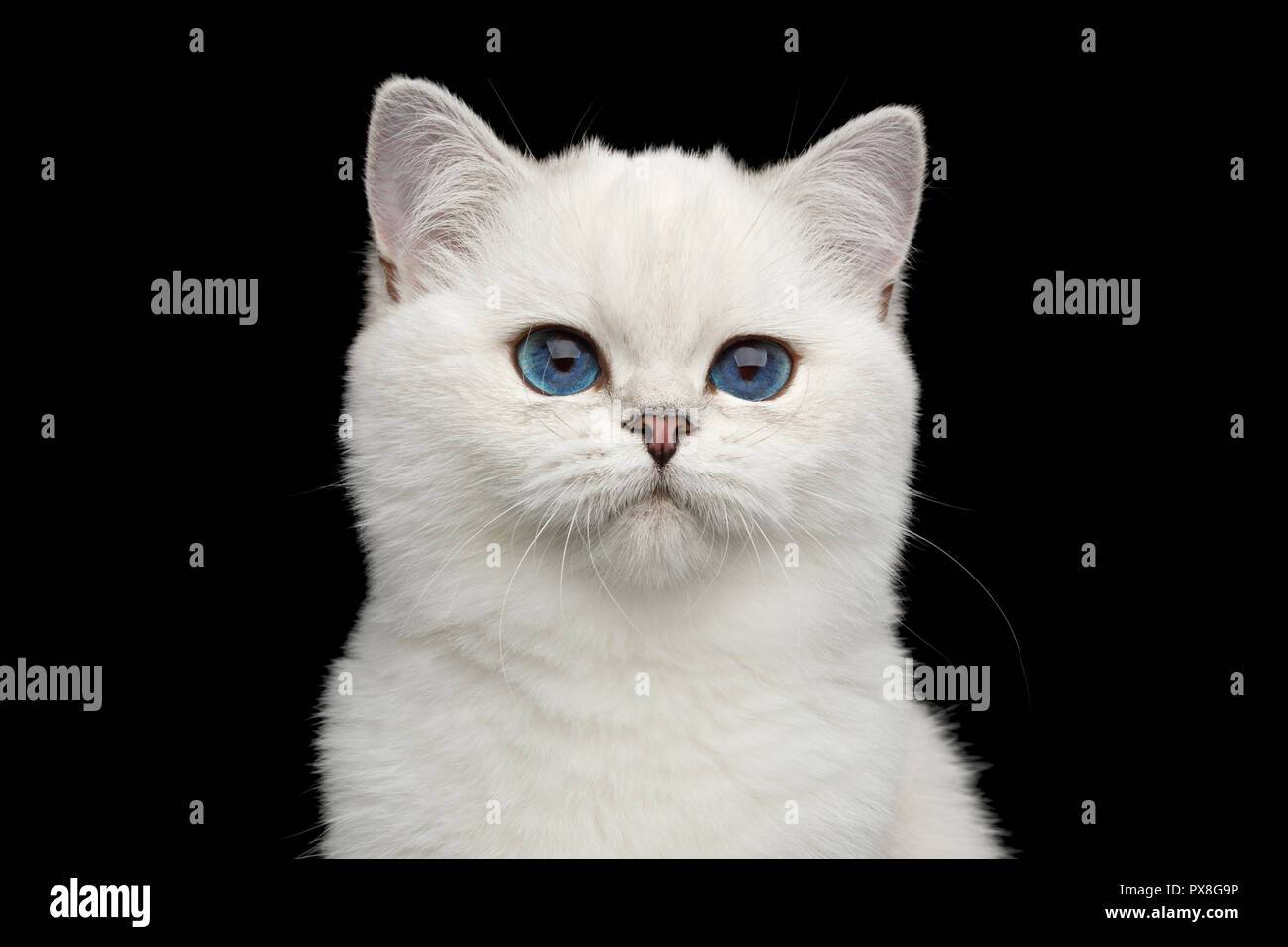Chat Aux Yeux Bleus Banque D Image Et Photos Alamy