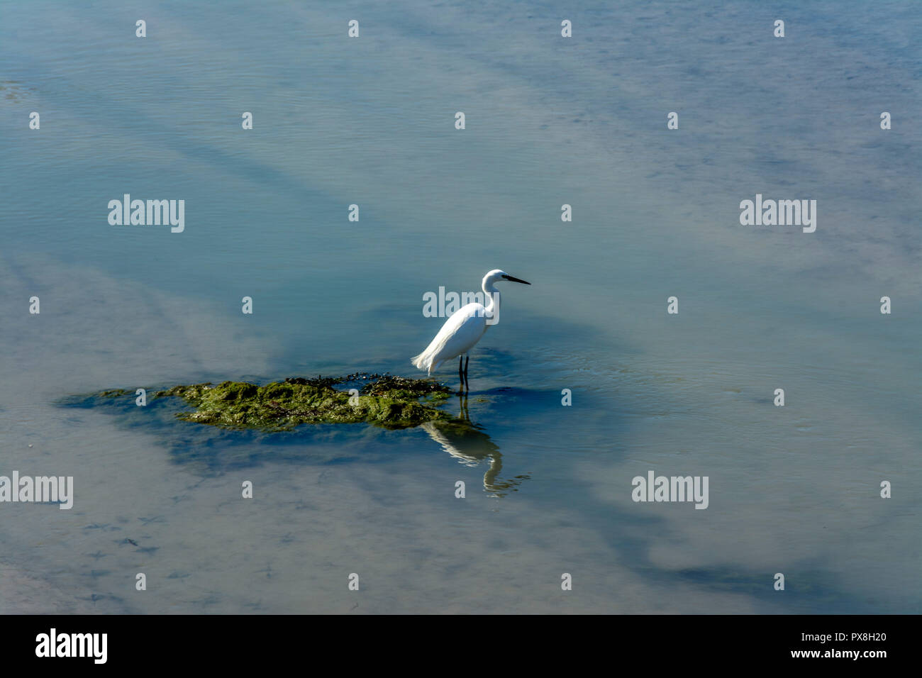 Heron se tenait près du fleuve, l'île d'Oléron, France Banque D'Images
