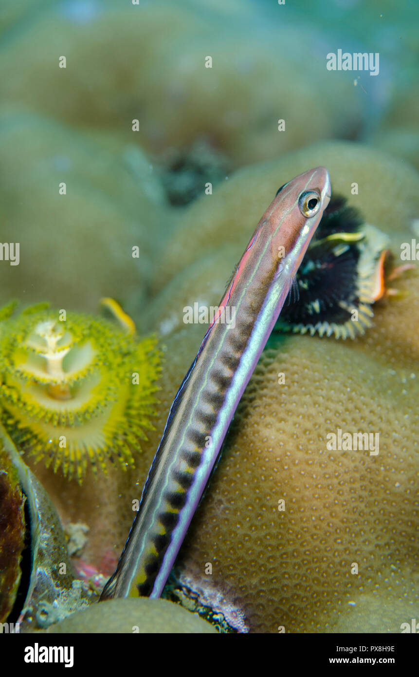 Piano FangBlenny, lagiotremus tapeinosoma, sur le corail par le millepertuis, Spirobranchus sp, site d'Andiamo, DARAM, Misool,Raja Ampat, Indonésie Banque D'Images