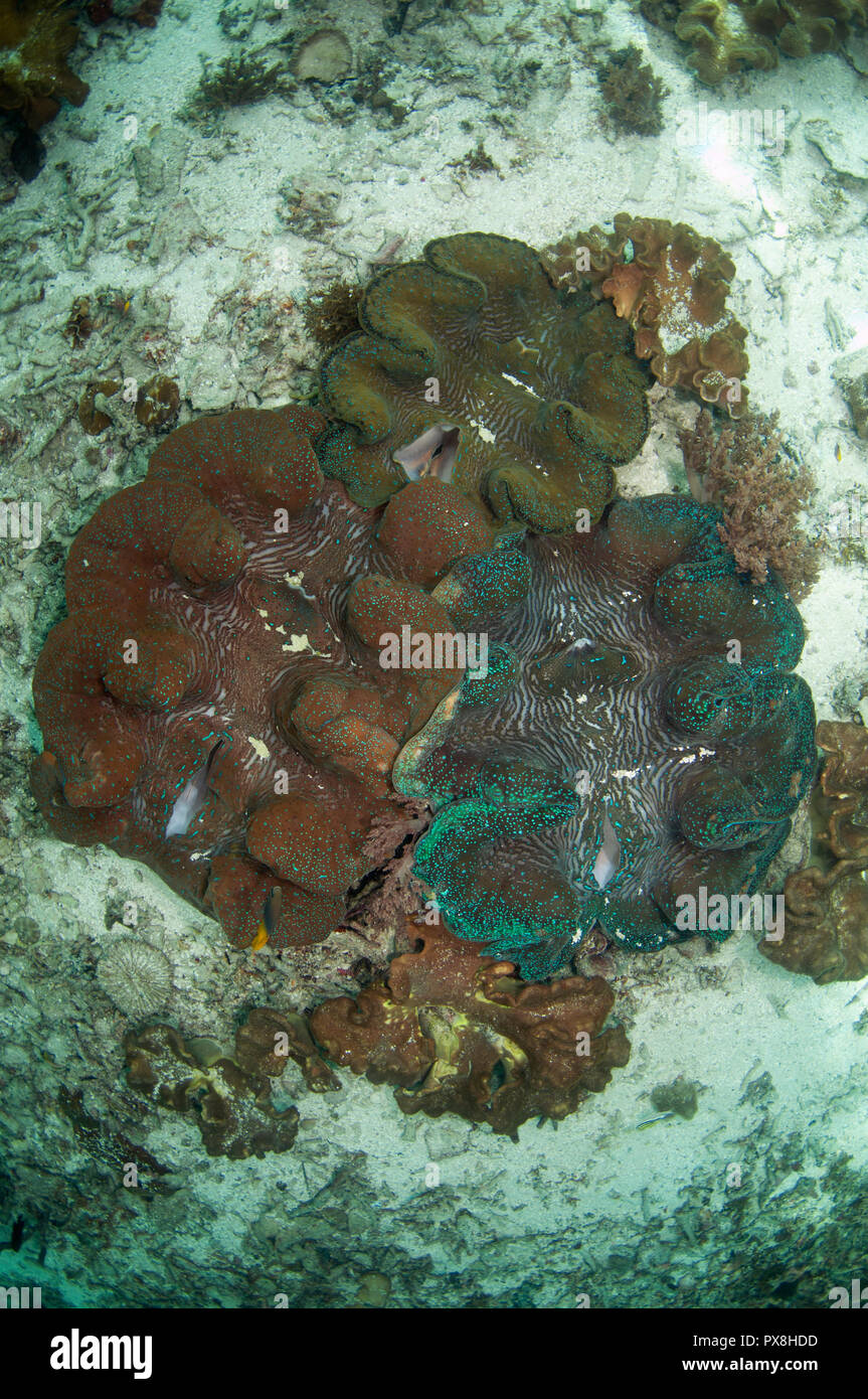 Palourdes géantes cannelées, Tridacna squamosa, dépendant de la conservation, site de plongée de la jetée Sawanderek, détroit de Dampier, Raja Ampat, Papouasie occidentale, Indonésie Banque D'Images