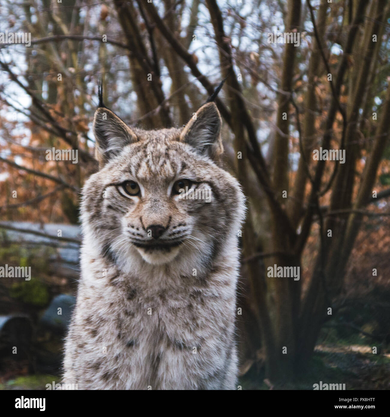 Lynx eurasien qui rôdent sur l'herbe. Banque D'Images