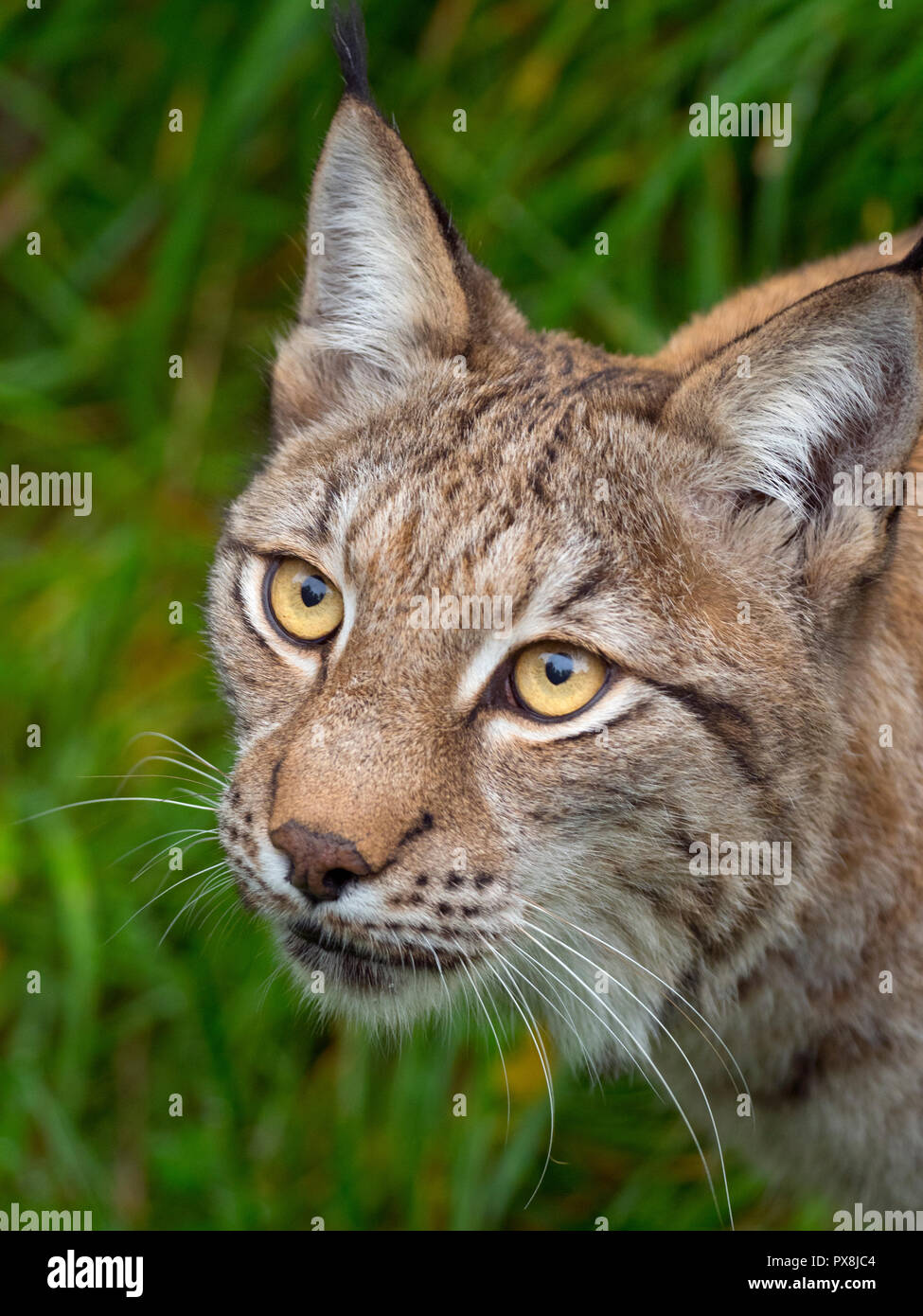 Le lynx eurasien (Lynx lynx) photographie en captivité Banque D'Images