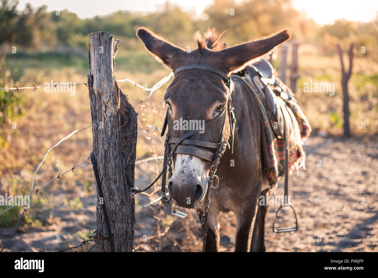 Une longue souffrance s'âne attachés à un piquet dans cette partie rurale de Botswana Banque D'Images