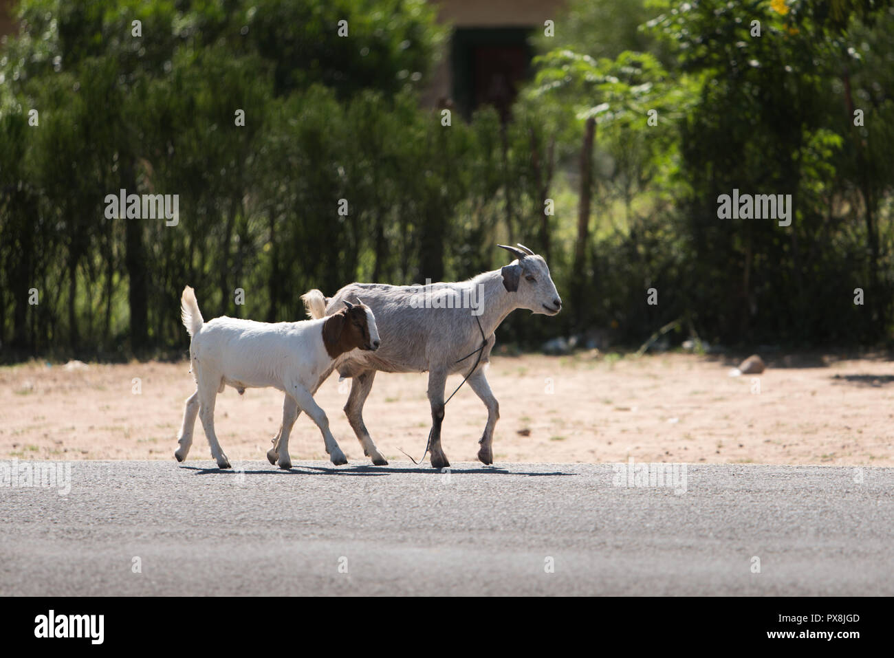 Une paire de chèvres trottine librement le long d'une route rurale en Namibie Banque D'Images