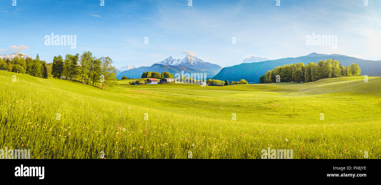 Belle vue sur le paysage de montagne alpin idyllique de fleurs de prairies et snowcapped mountain peaks sur une belle journée ensoleillée avec ciel bleu au printemps Banque D'Images