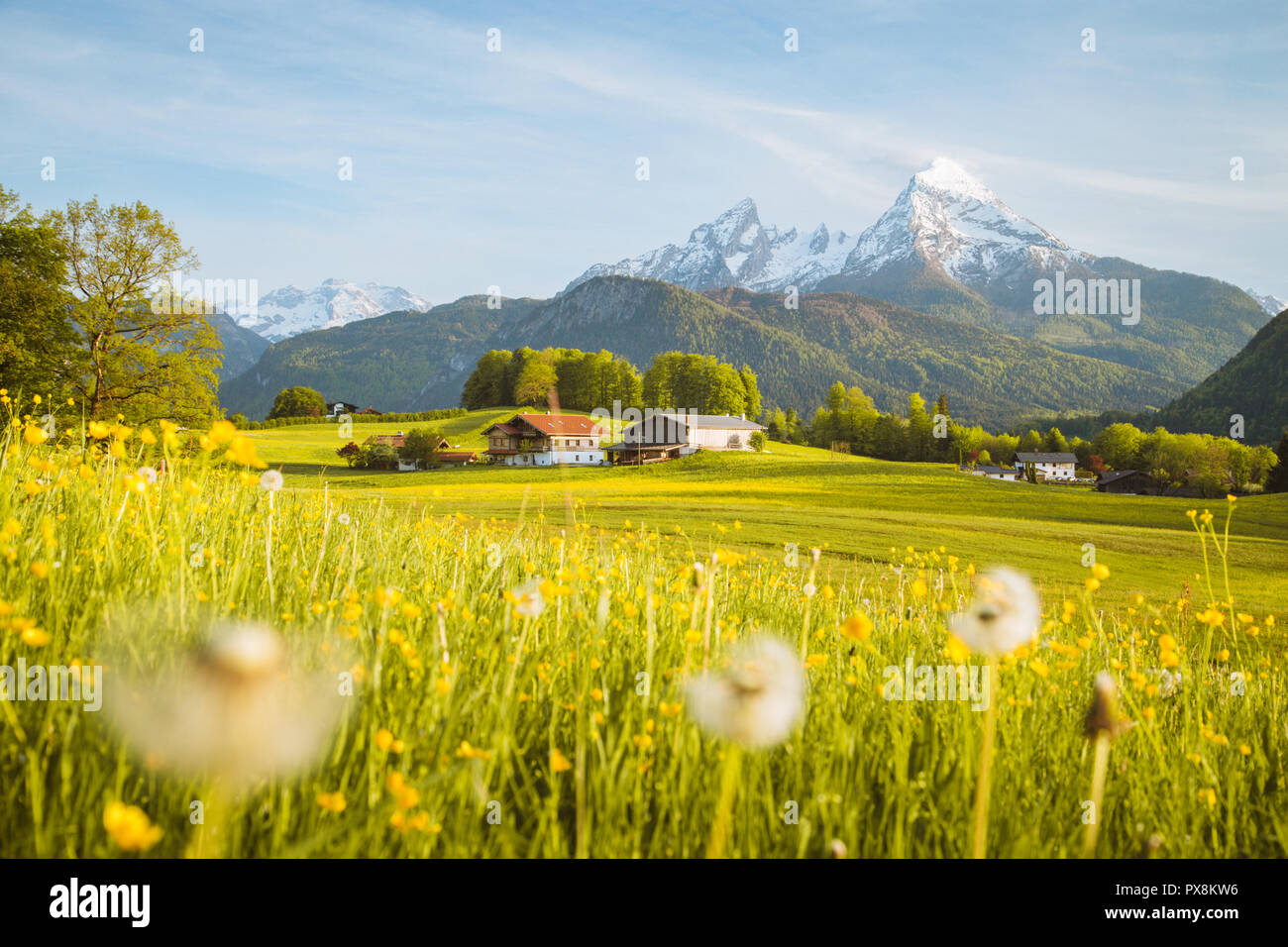 Belle vue sur le paysage de montagne alpin idyllique de fleurs de prairies et snowcapped mountain peaks sur une belle journée ensoleillée avec ciel bleu au printemps Banque D'Images