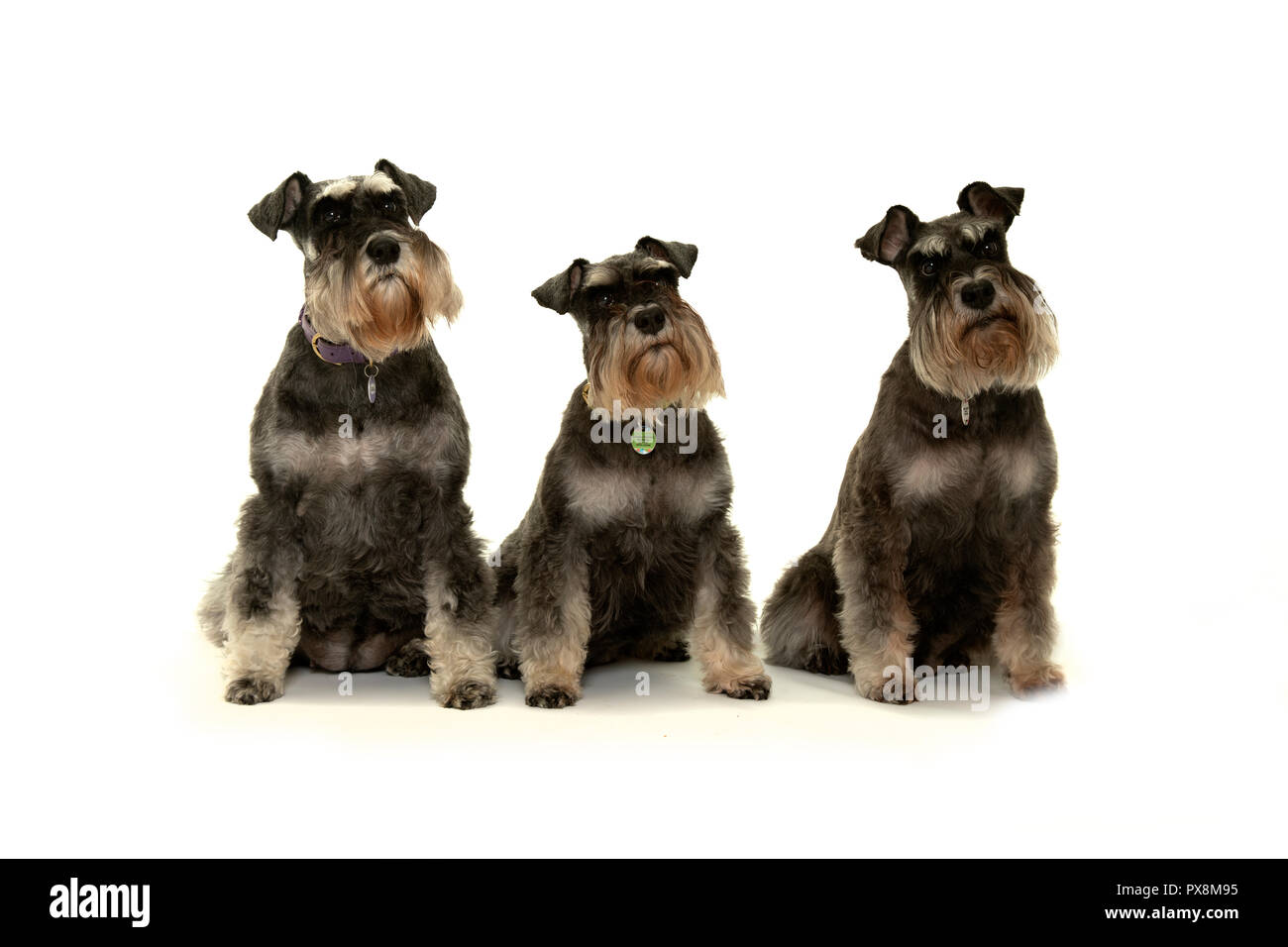 Les chiens schnauzer nain assis sur fond uni looking up Banque D'Images