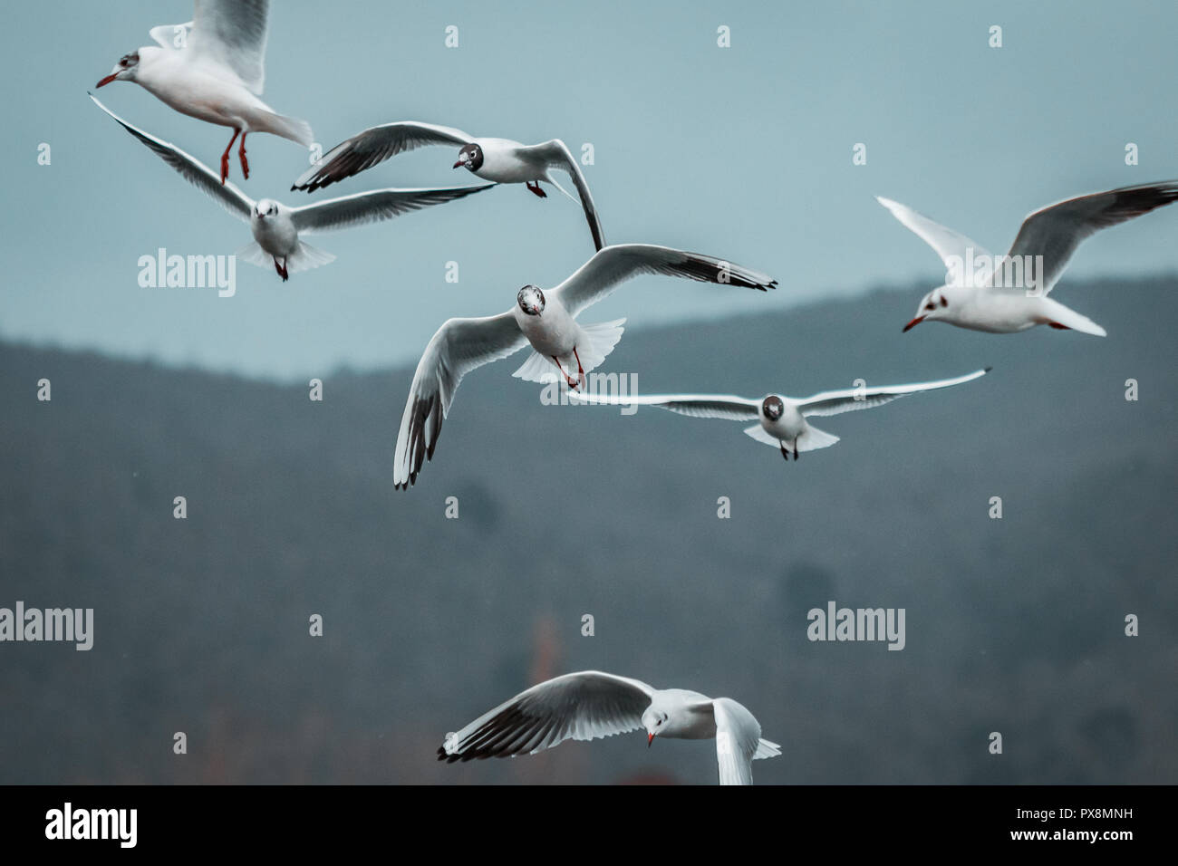 Troupeau de rire blanc massif cerclé sur un jour gris orageux et Moody. L'éclairage sombre sur l'après-midi d'hiver, les côtes italiennes et le lac paysage. Cinemat Banque D'Images