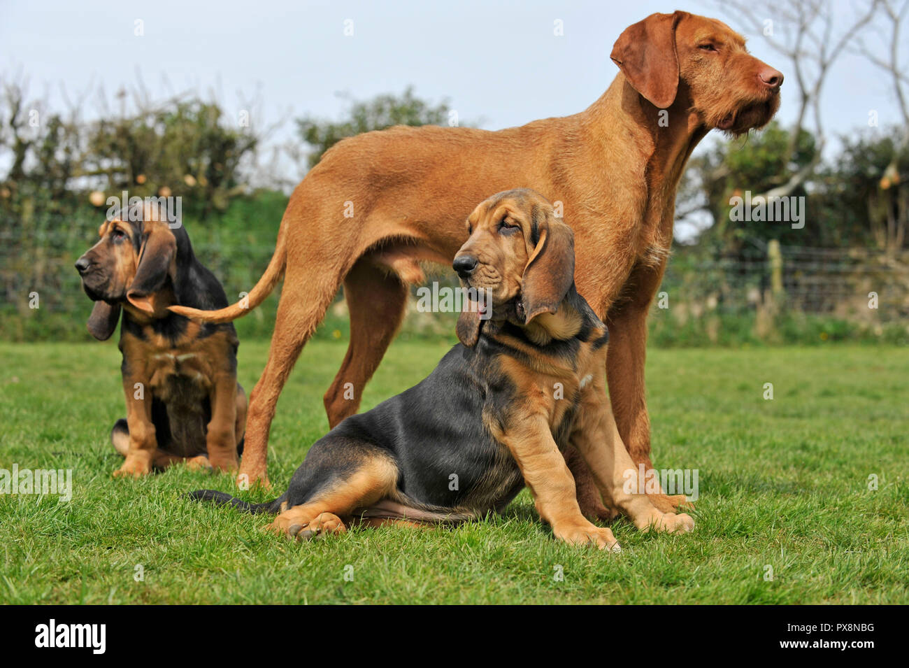 Korthals hongrois Vizsla devint avec 2 chiots bloodhound Banque D'Images