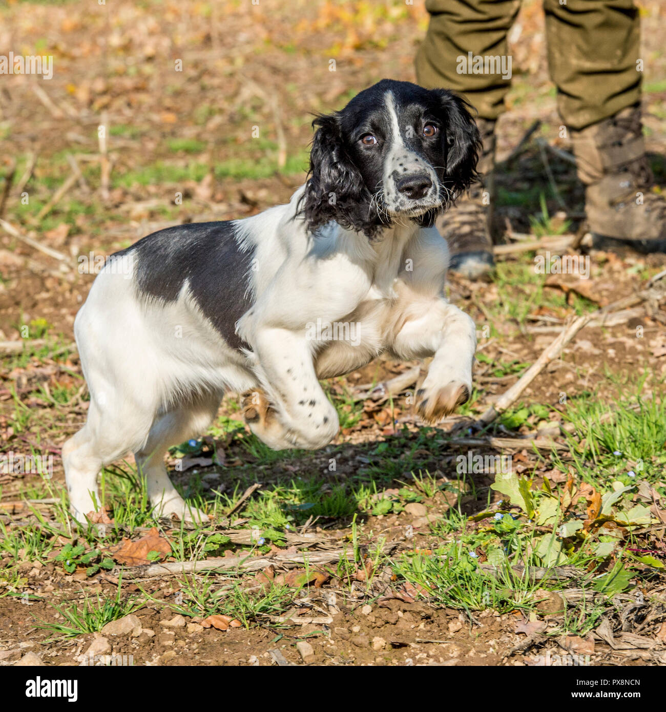 Springer spaniel puppy Banque D'Images