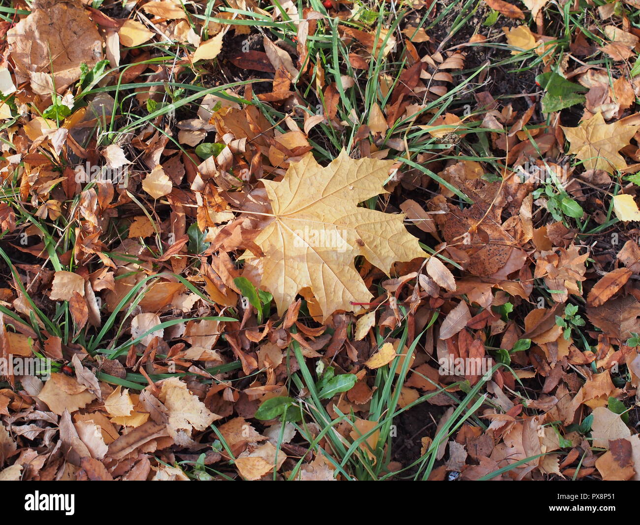 Passé l'automne feuille d'érable se trouve dans l'herbe. La défoliation. Close up. Banque D'Images