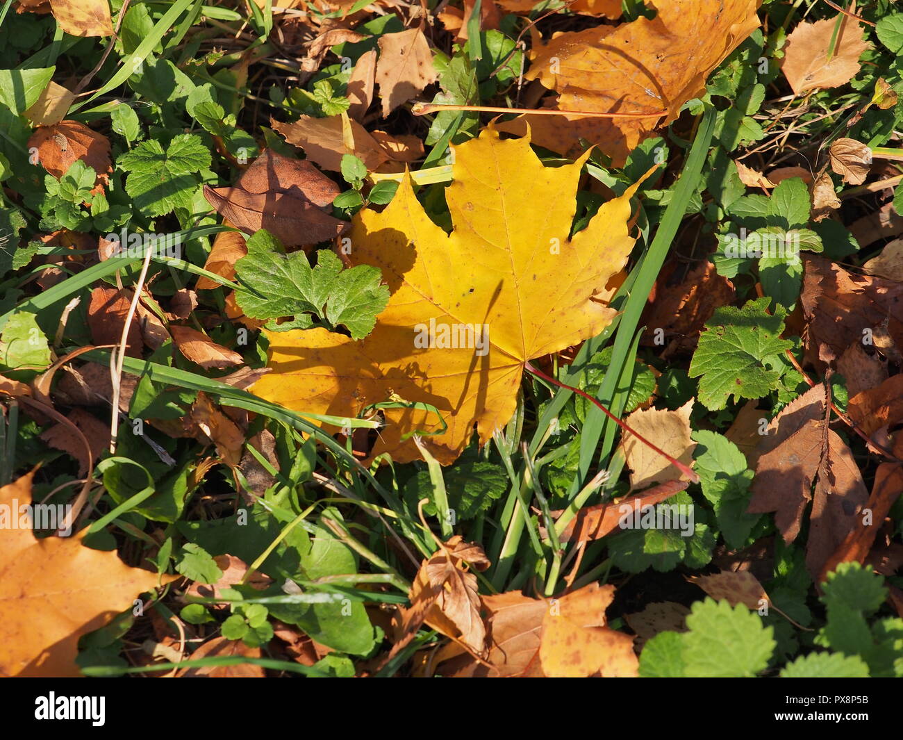 Passé l'automne feuille d'érable se trouve dans l'herbe. La défoliation. Close up. Banque D'Images