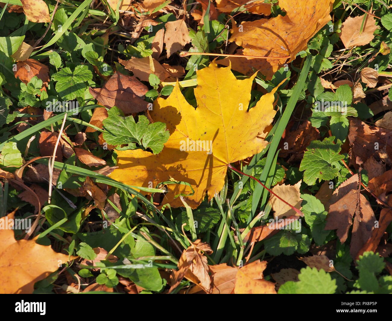 Passé l'automne feuille d'érable se trouve dans l'herbe. La défoliation. Close up. Banque D'Images