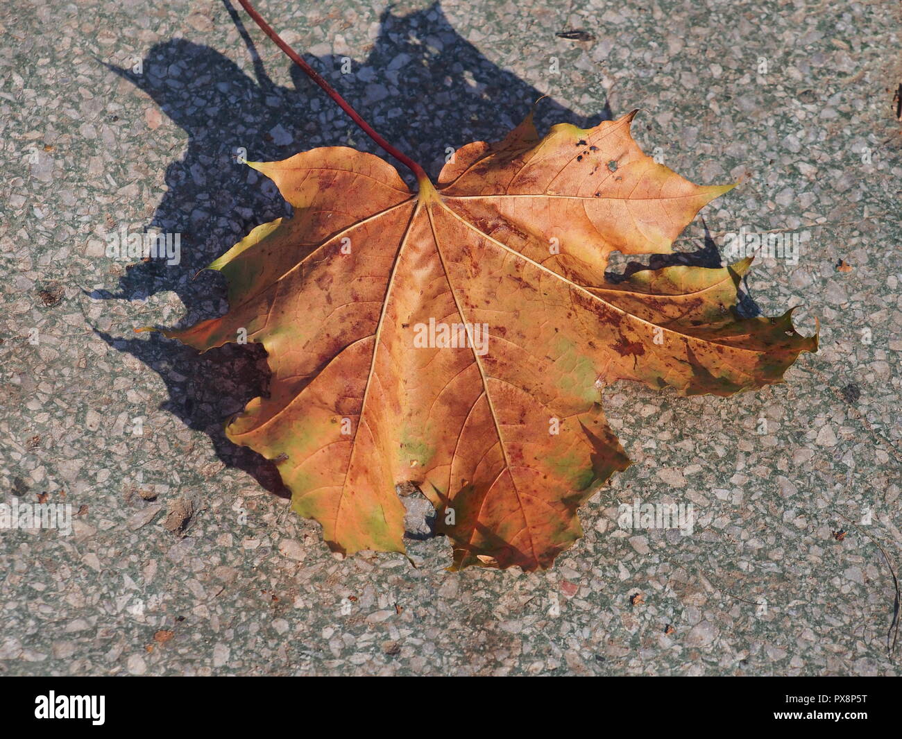 Passé l'automne feuille d'érable se trouve sur un chemin de béton. La défoliation. Close up. Banque D'Images