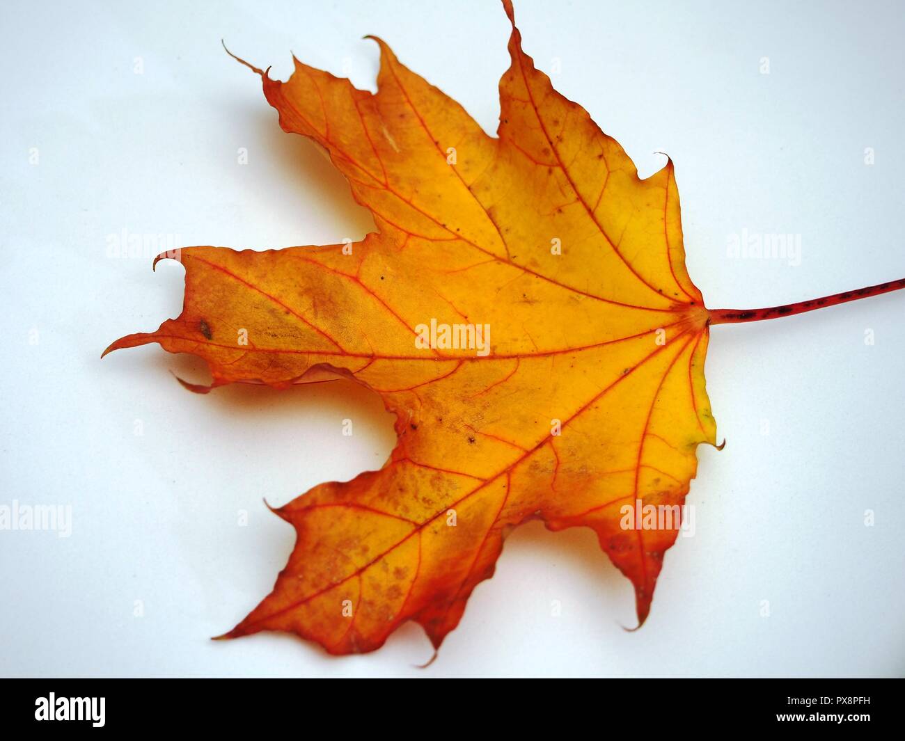 Passé l'automne feuille d'érable sur fond blanc. La défoliation. Close up Banque D'Images