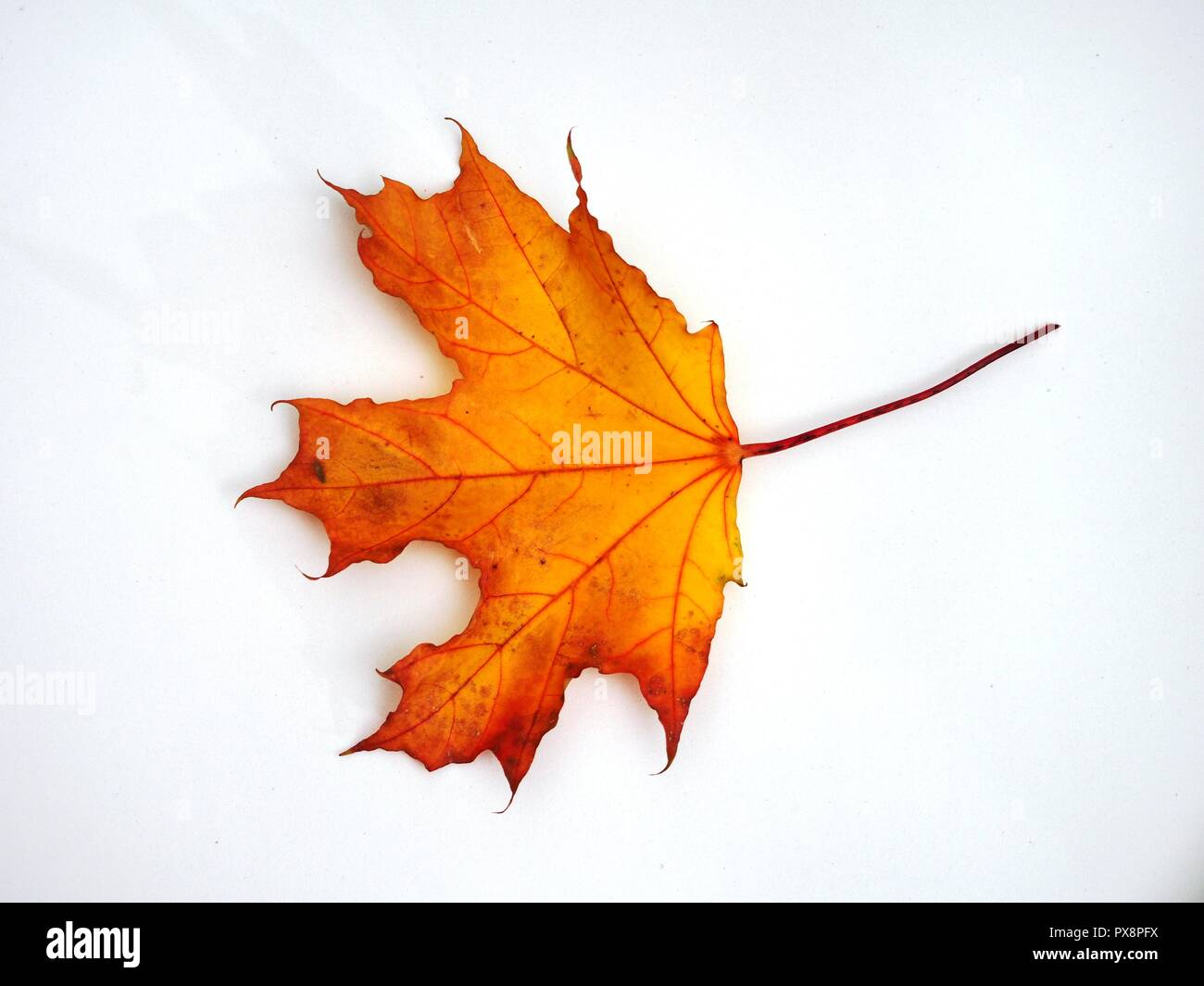 Passé l'automne feuille d'érable sur fond blanc. La défoliation. Close up Banque D'Images