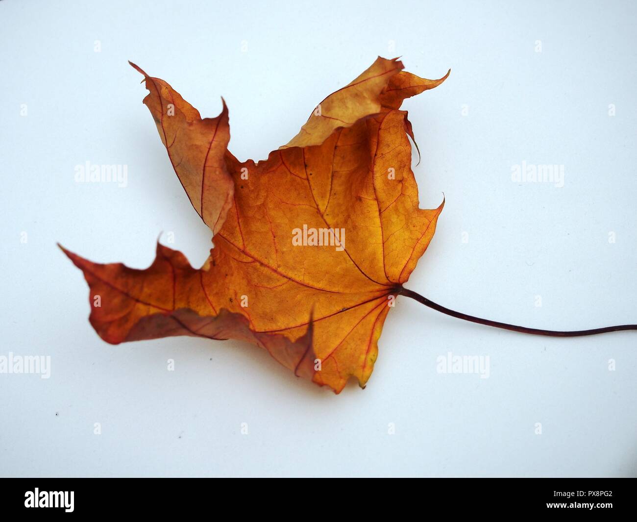 Passé l'automne feuille d'érable sur fond blanc. La défoliation. Close up Banque D'Images