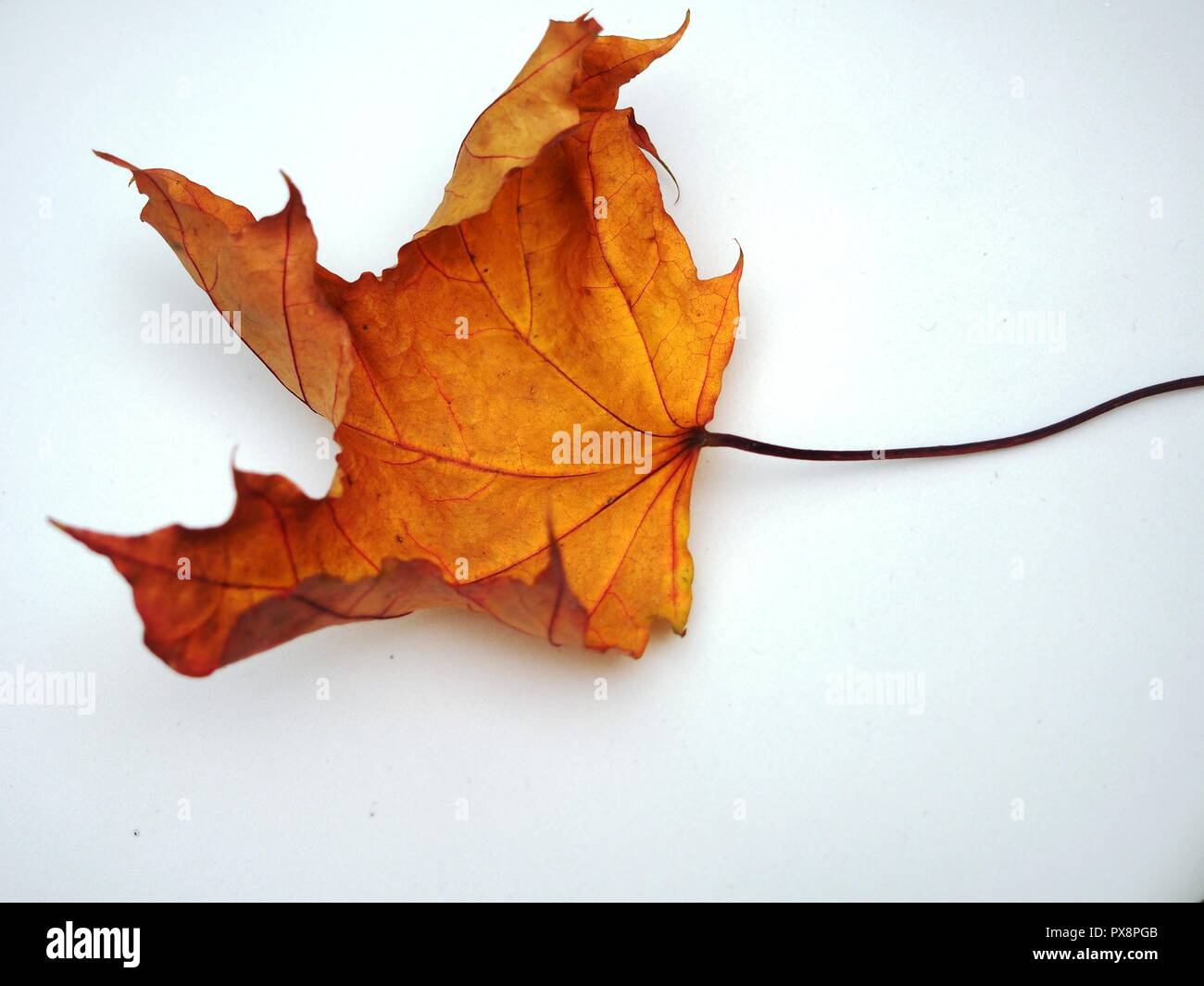 Passé l'automne feuille d'érable sur fond blanc. La défoliation. Close up Banque D'Images