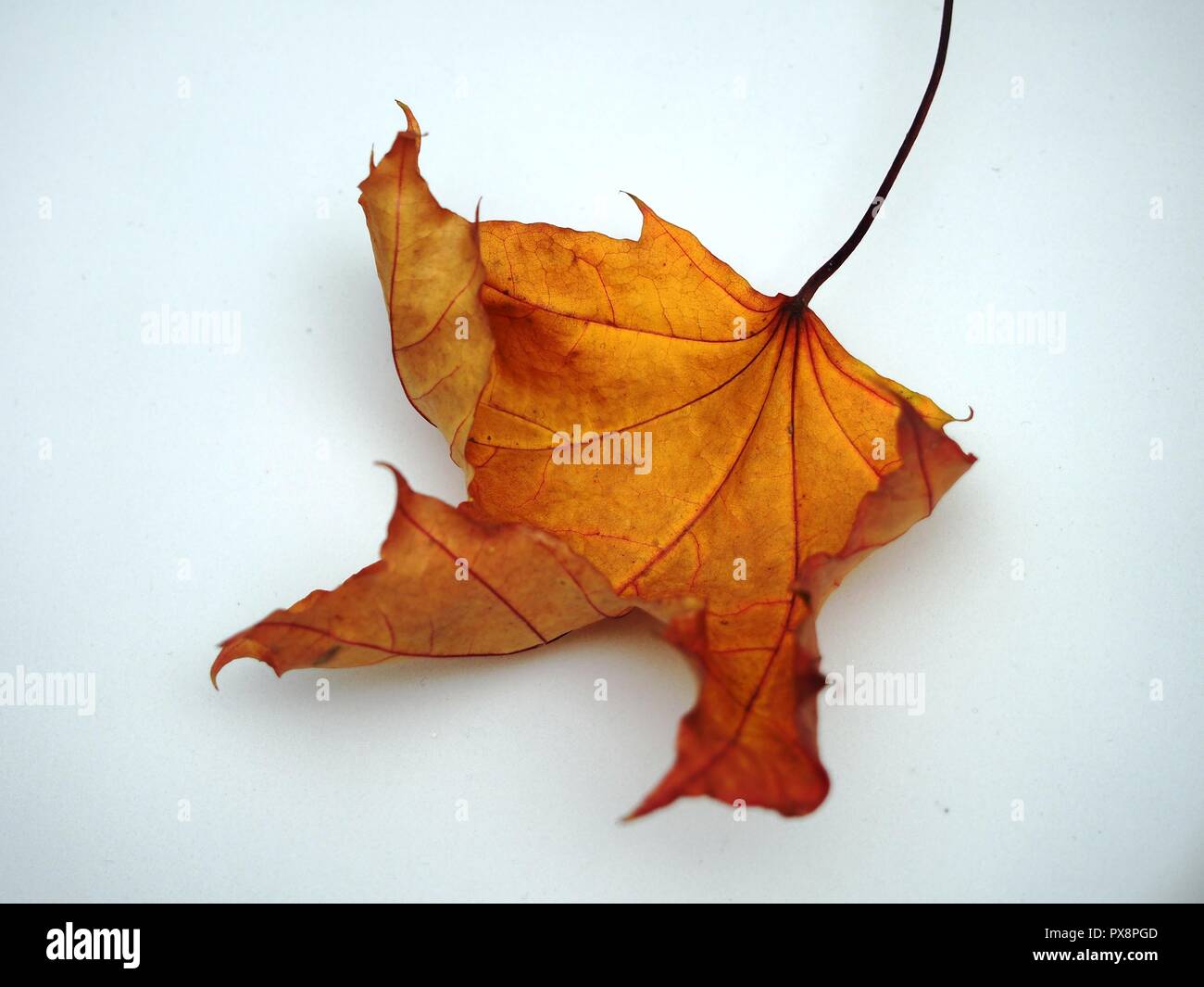Passé l'automne feuille d'érable sur fond blanc. La défoliation. Close up Banque D'Images