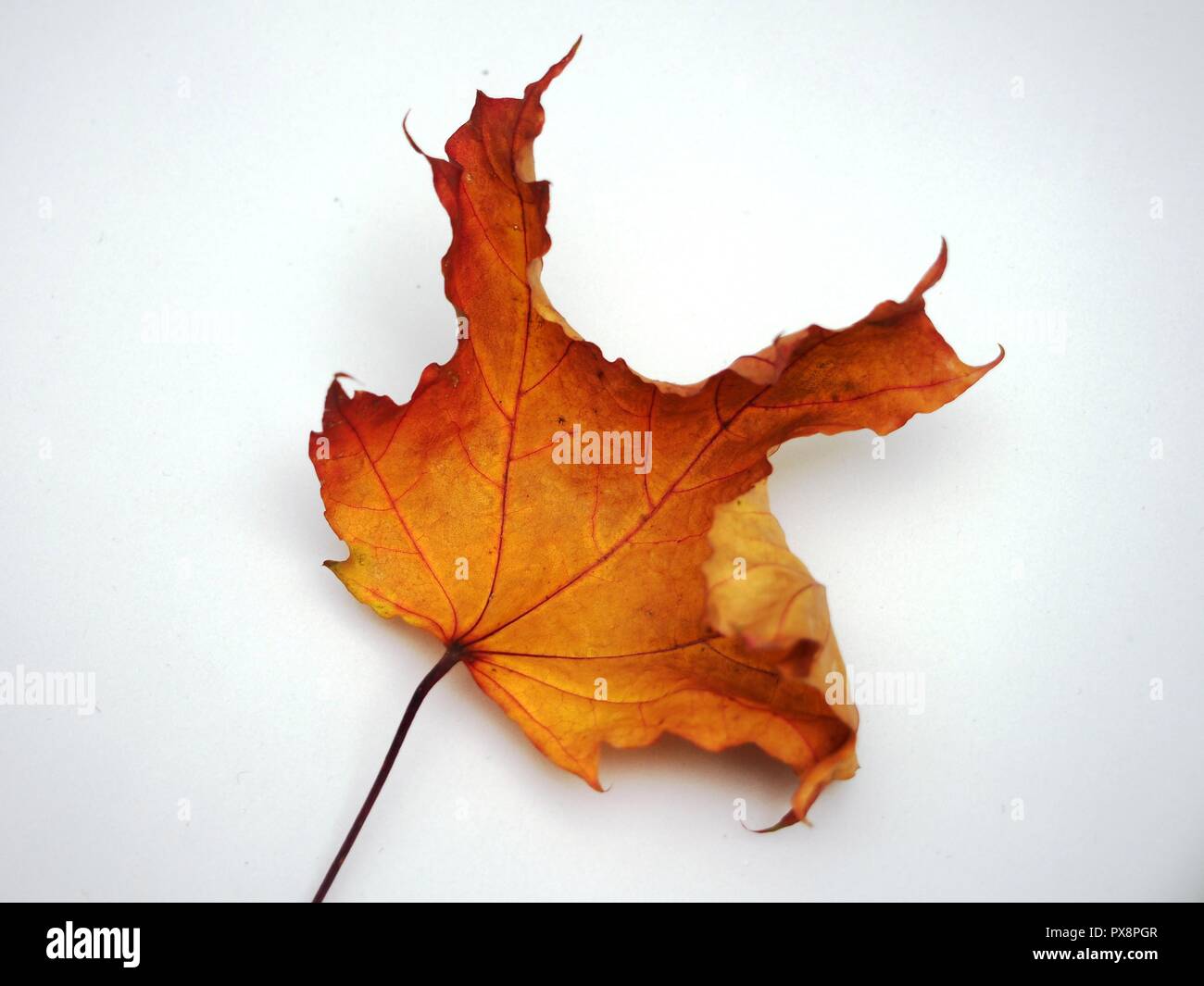 Passé l'automne feuille d'érable sur fond blanc. La défoliation. Close up Banque D'Images