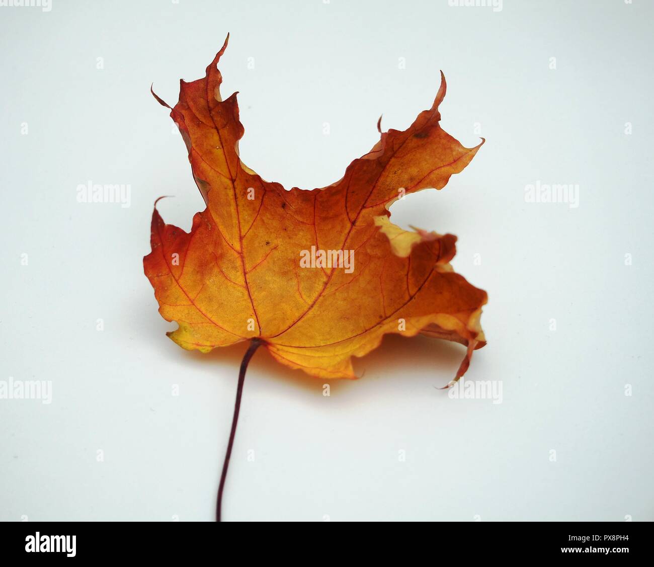 Passé l'automne feuille d'érable sur fond blanc. La défoliation. Close up Banque D'Images
