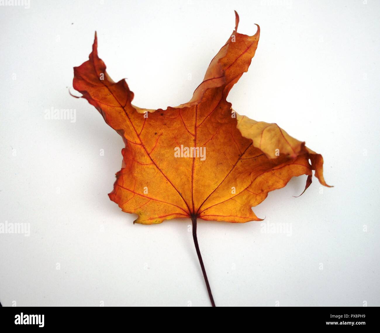 Passé l'automne feuille d'érable sur fond blanc. La défoliation. Close up Banque D'Images