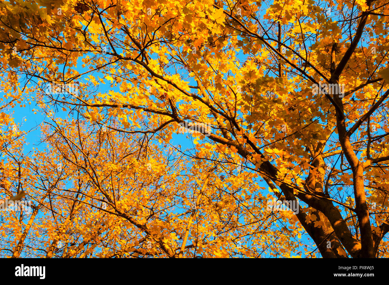 Les arbres d'automne - fond érable branche avec feuillage orange allumé par le soleil, l'automne ensoleillé paysage en plein soleil Banque D'Images