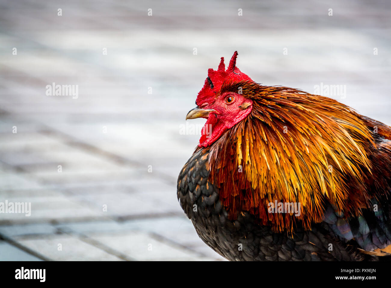 Key West Rooster Banque De Photographies Et Dimages à Haute Résolution 