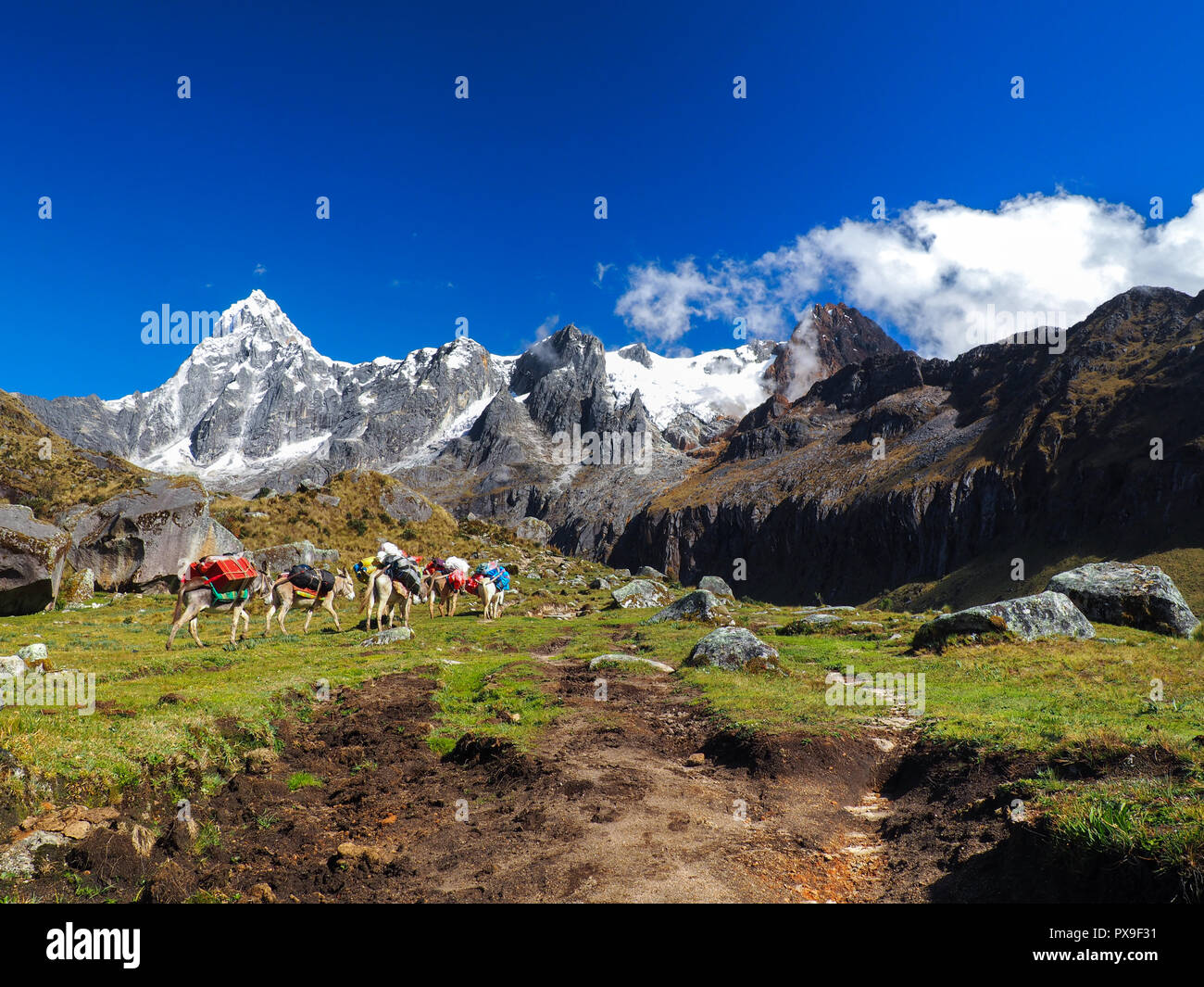 Les mules sur la piste de Santa Cruz Mountains dans le parc national de Huascaran, au Pérou Banque D'Images