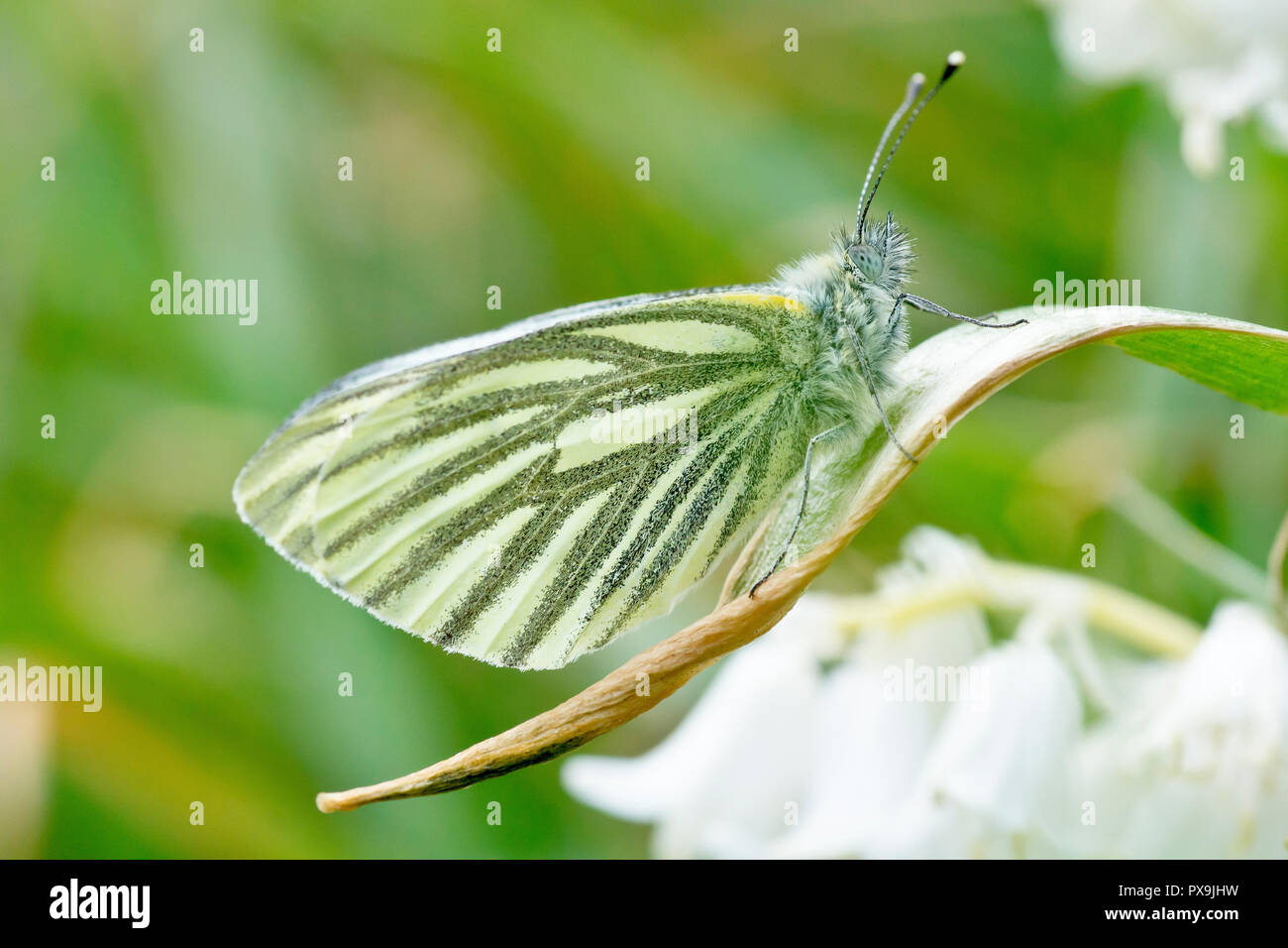 Papillon blanc veiné de vert (pieris napi) au repos sur les feuilles de certaines jacinthes blanches (endymion non-scriptus) par une froide journée de printemps. Banque D'Images
