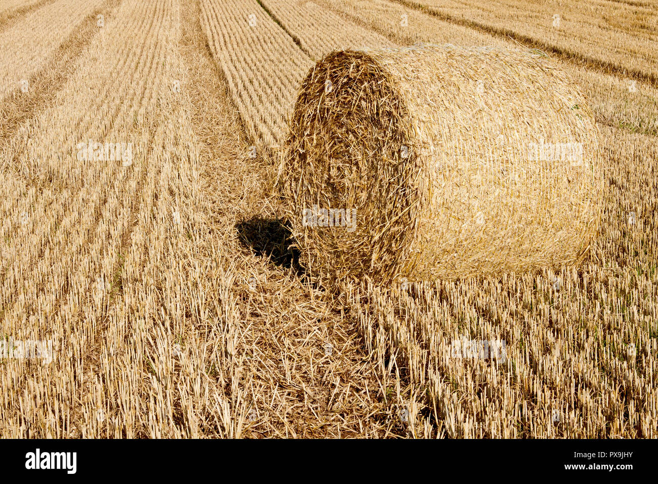 Une balle de paille assise dans un champ de blé récemment récolté, Angus, Écosse, Royaume-Uni. Banque D'Images