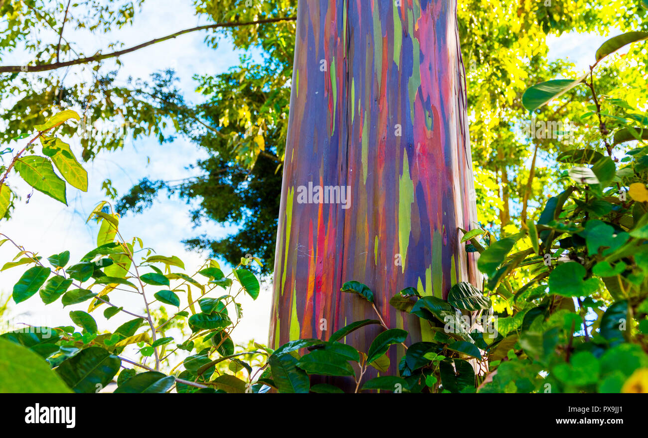 Eucalyptus arc en ciel Banque de photographies et d’images à haute résolution Alamy