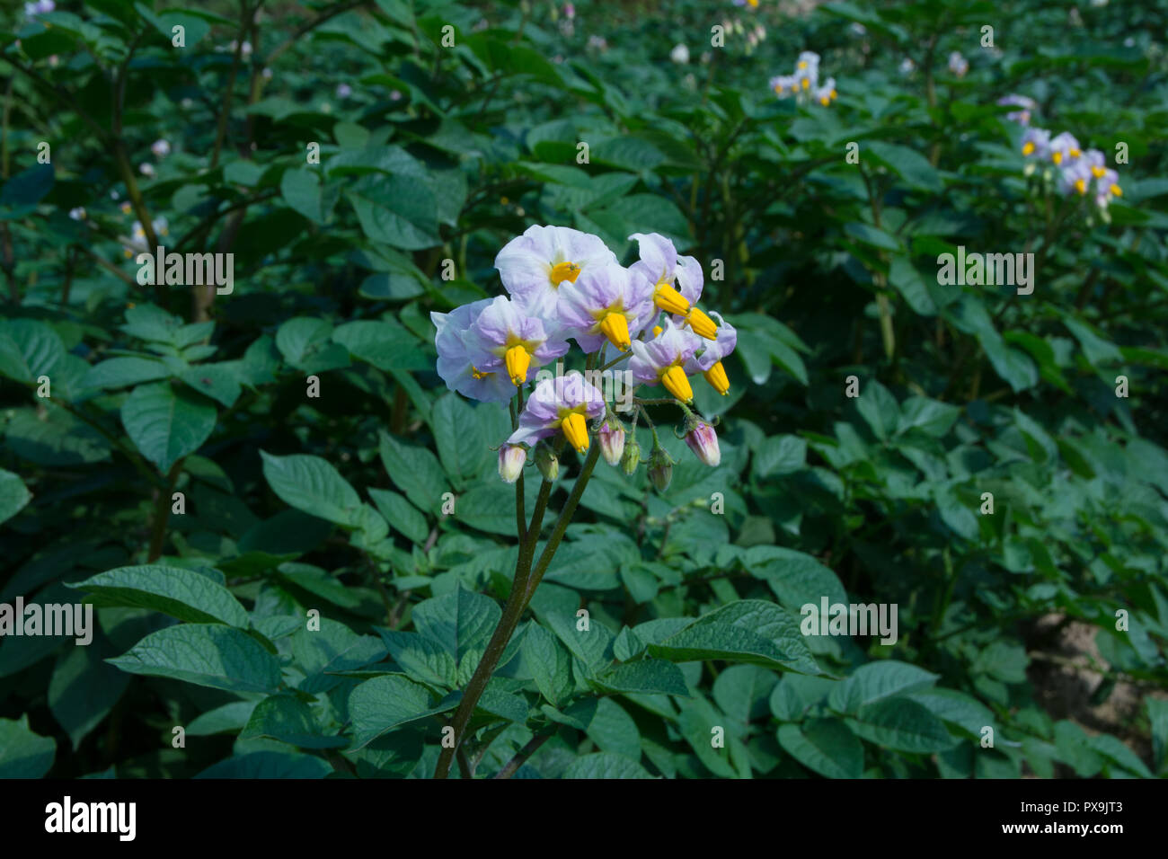 Gros plan de fleurs de pommes de terre Banque D'Images