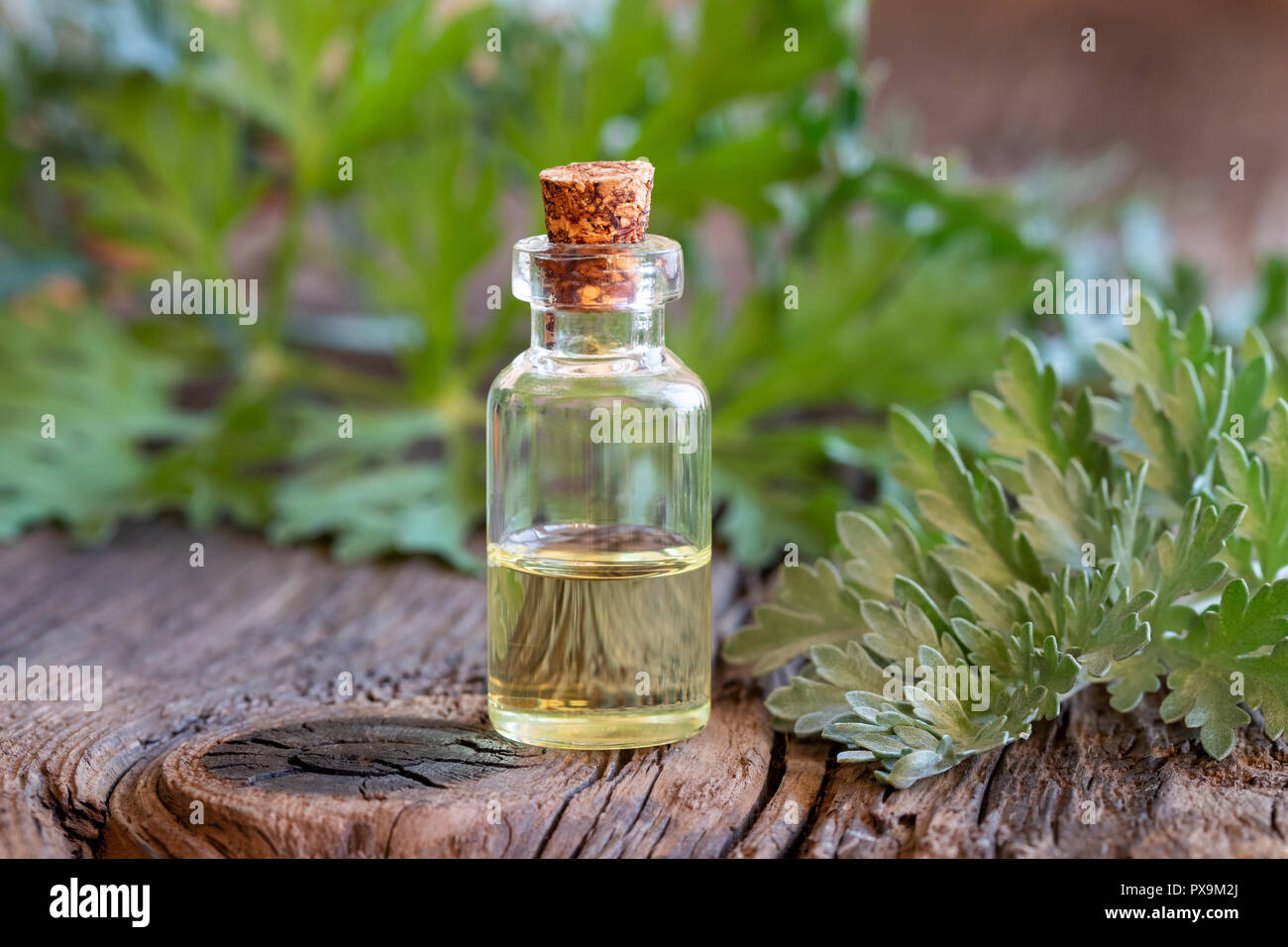 Une bouteille d'huile essentielle avec l'absinthe Artemisia absinthium  plante fraîche Photo Stock - Alamy