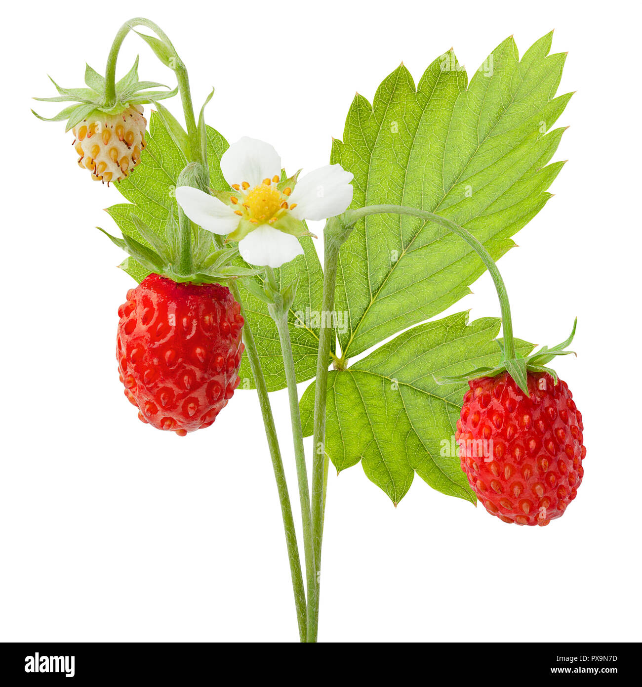 Fraise sauvage isolé sur fond blanc, chemin de détourage, pleine profondeur de champ Banque D'Images