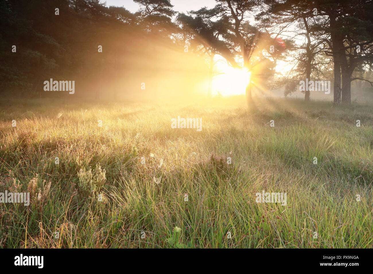 Lever du soleil d'automne d'or et de brume Banque D'Images
