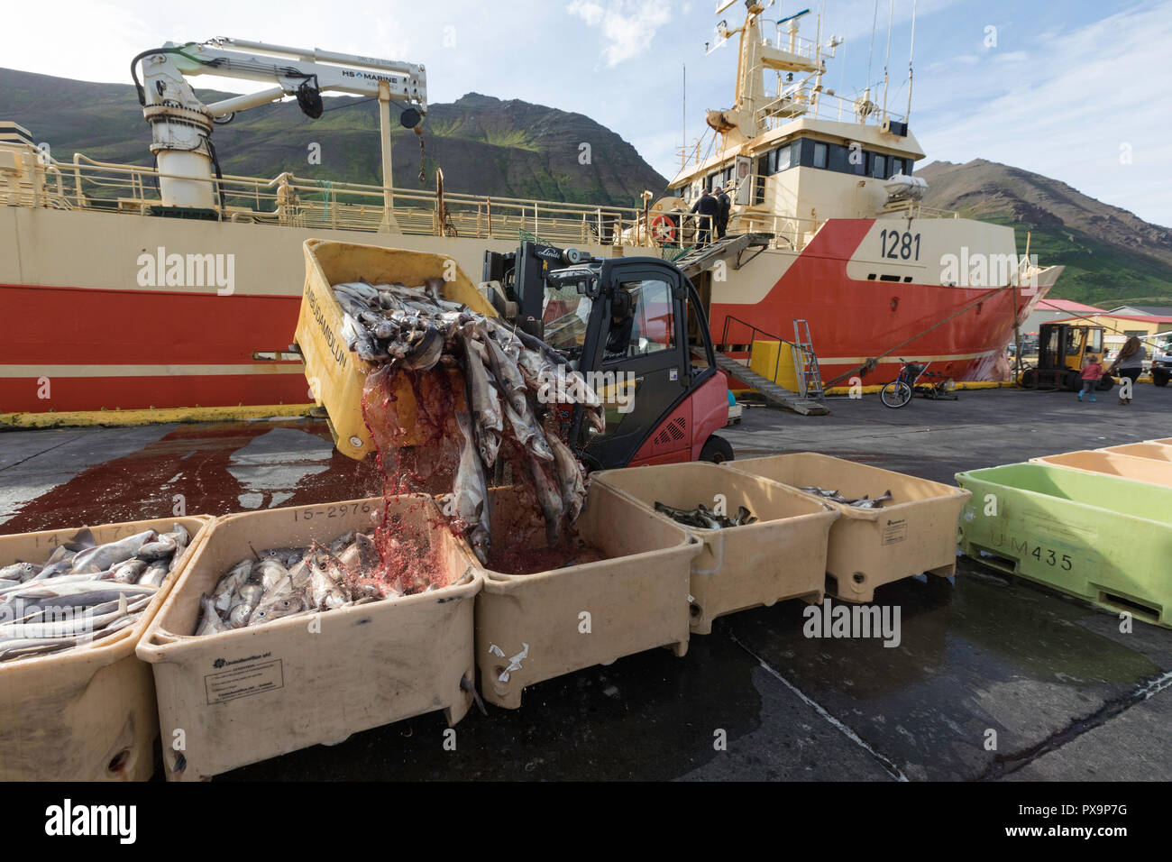 Poisson frais de tri dans SiglufjÃ¶rÃ°ur, Siglufjordur, au large de la côte nord de l'Islande. Banque D'Images