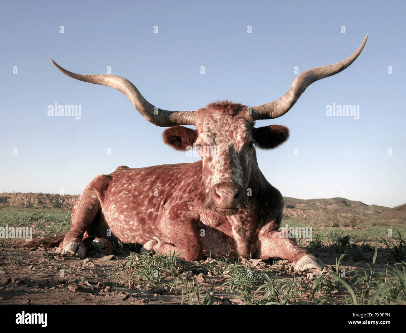 Jeune vache Texas Longhorn reposant sur un ranch dans le sud-ouest du Texas. Banque D'Images