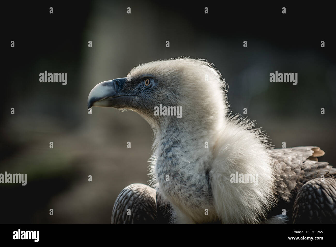 Grand oiseau vautour fauve (Gyps fulvus) sur fond sombre. Des animaux de la faune. Banque D'Images