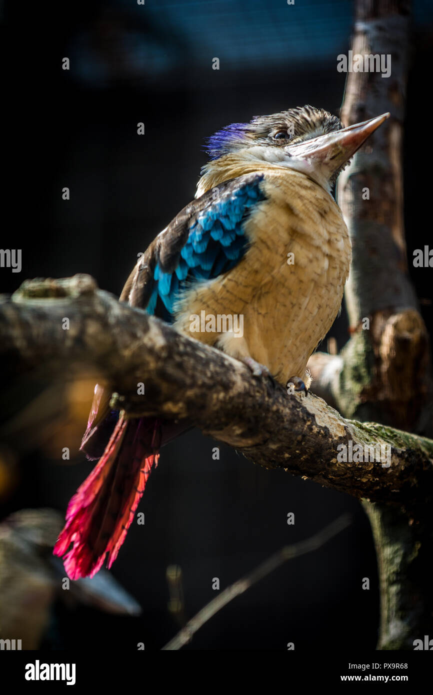 Homme de kookaburra à ailes bleues (Dacelo hedychrum). Des animaux de la faune. Banque D'Images